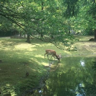 笑傲江湖3D九游手机版下载