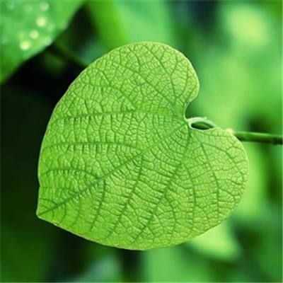 遮天记最新破解版下载